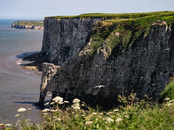 Thousands of seabirds have headed to the Yorkshire coast