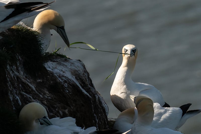 Gannets collect nesting material at Bempton Cliffs in Yorkshire, as over 250,000 seabirds flock to the chalk cliffs to find a mate and raise their young
