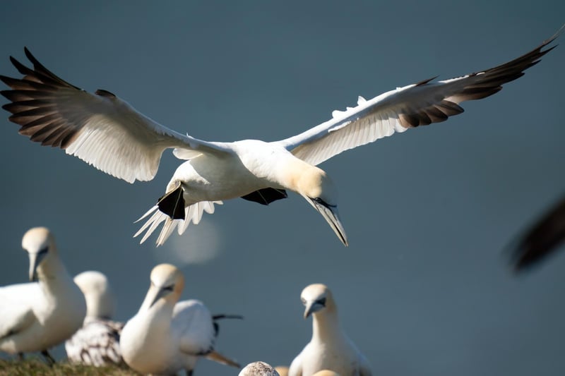 The gannet is our largest seabird and has a wingspan of over two metres
