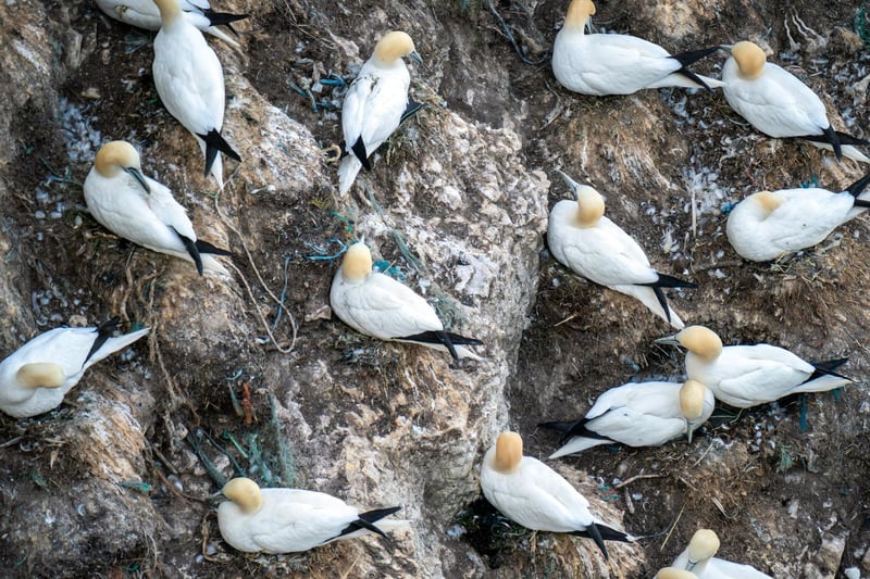 One of the sights to see around this period is the thousands of gannets going for a fishing trip all at the same time