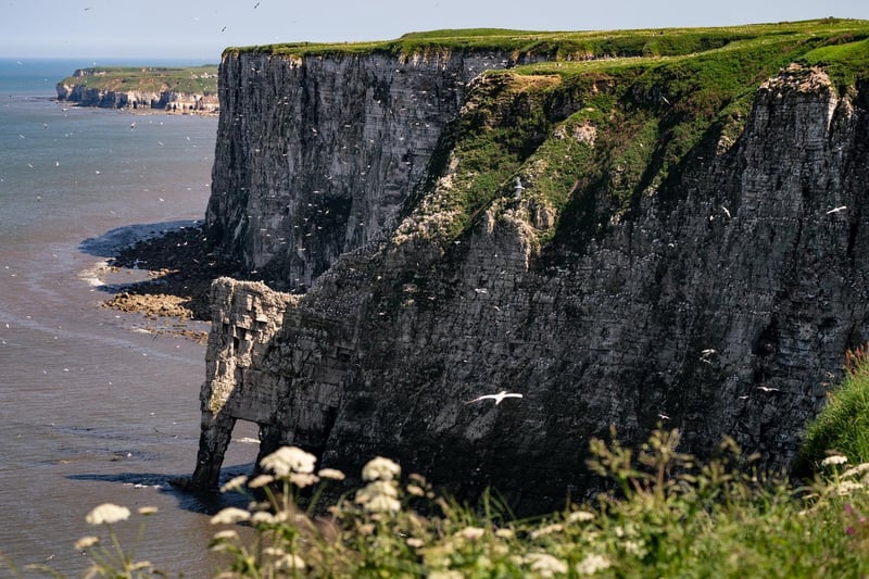 The beautiful Bempton Cliffs are a sight to behold during mating season.