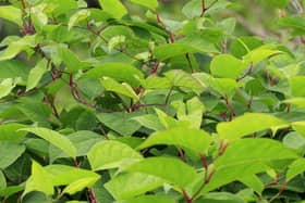 Scientists at the University of Leeds have discovered a possible breakthrough in controlling Japanese knotweed