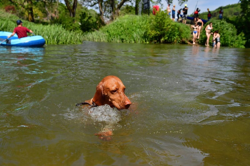 One of the more unusual breeds on this list, a Vizsla is the perfect dog for families who love to exercise and go on adventures. Vizslas are known for their stamina and playfulness, so make the perfect pet for active families with older kids.