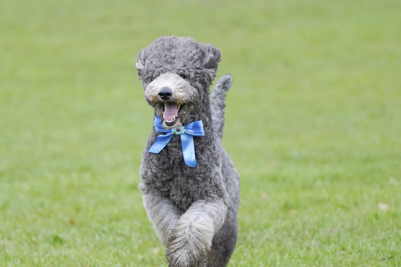 For a slightly calmer dog in your life, the Poodle might be the answer to your prayers. With a gorgeous coat and the opportunity for your kids to give them a restyle, this pooch is extremely gentle and loves attention.