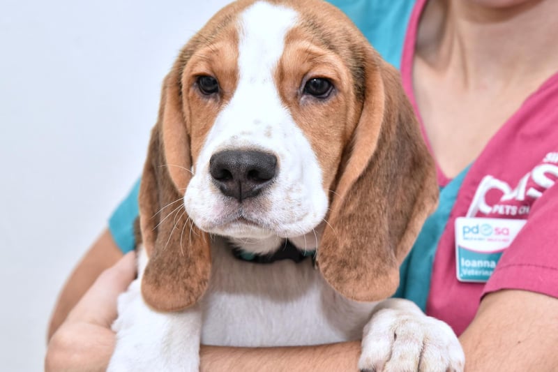 The perfect dog to be carried around by your kids, Beagles are friendly, loving and children tend to fall in love with their big Dumbo ears! They were originally a hunting dog, but this does not make them aggressive and instead manifests as pure fun and energy.