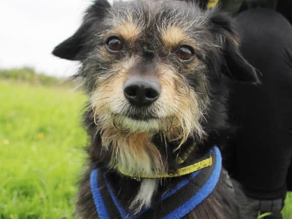 Sammy is looking for a home this week at Dogs Trust Leeds.