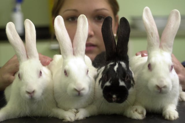 The RSPCA centre in Leeds was by overrun by unwanted rabbits. More than 20 had  been handed in with the charity looking for good homes to care for the bunnies. Pictured is animal care assistant Natalie Goodman with some of the rabbits.