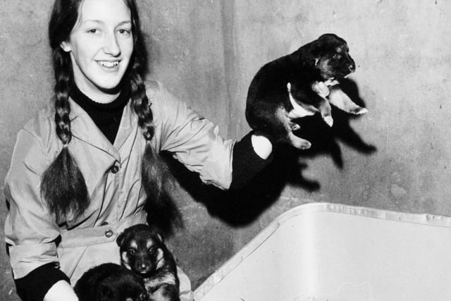 Nine four week old Alsatian pups, born in the garden of an empty house in Cowper Street were being cared for by the RSPCA. They are seen here being tended by kennel maid Marion Sarchfield.