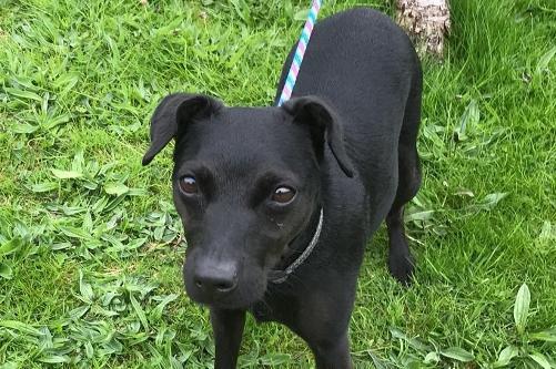 Nell is a Patterdale cross , female , seven  years six months old.