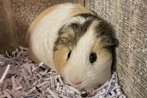 Alfie, guinea pig, male, 10 months old.