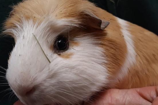 Archie, guinea pig, male, one year and six months old.