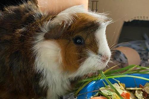 Beans, guinea pig, male, eight months old. Chips and Beans are looking for a new home together.