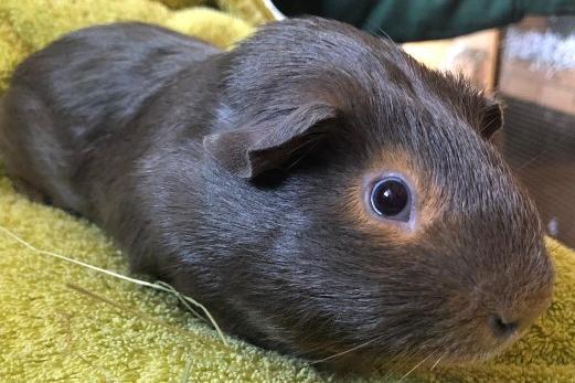 Bear, guinea pig, male. Looking for a new home as an only pig.
