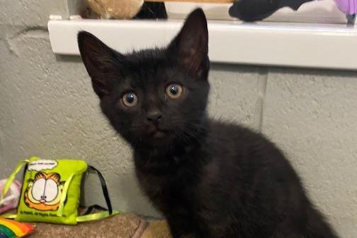 Gary is a DSH , male , two months old. Gary and Steve are brothers who are looking for a new home together.