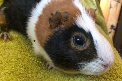 Buddy, guinea pig, male, two years and five months old. Looking for a new home as an only pig.
