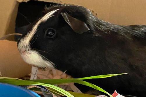 Chips, guinea pig, male, eight months old. Chips and Beans are looking for a new home together.