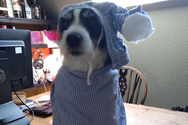 Wee Willy Badger wins the best dressed pet category.