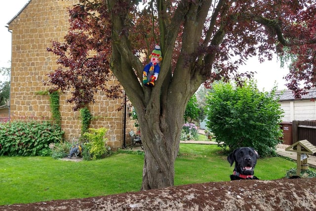 Hooky Scarecrow Trail 2020