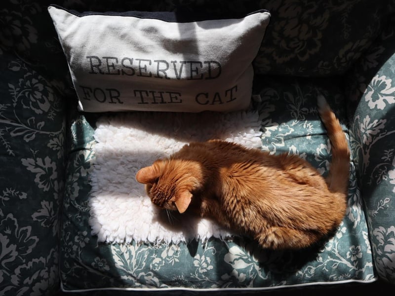 An afternoon nap by Isabella Guillen, 16, from LondonAn afternoon nap by Isabella Guillen, 16, from London