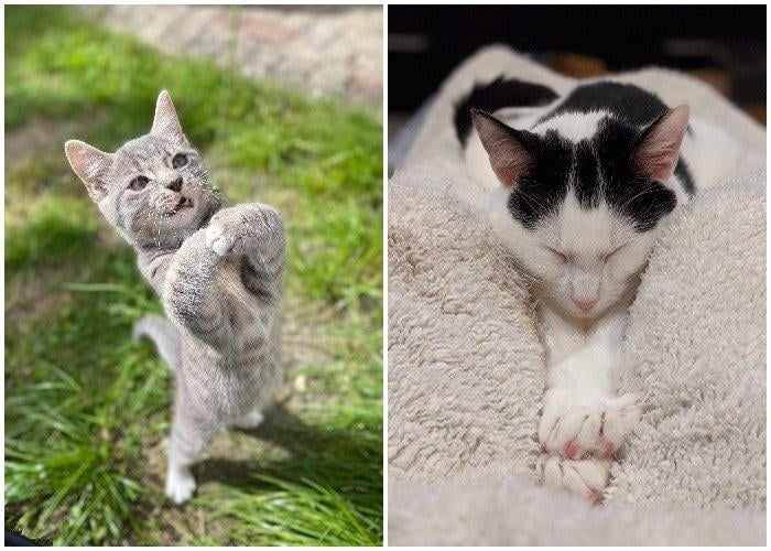 Leaping round the garden by Violet Rowe, 10, from Wantage, left, and Lap love by Amiko Howell, 17, from Sutton Coldfield
