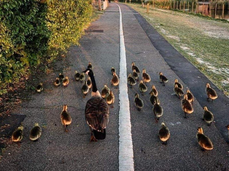 Geese on a walk by Caitlin Beckett, 11, from Basildon Geese on a walk by Caitlin Beckett, 11, from Basildon