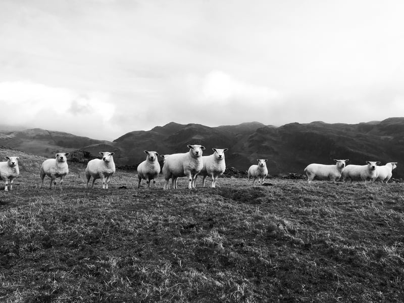 Standing their ground by Sarah Richardson, 17, from Penrith