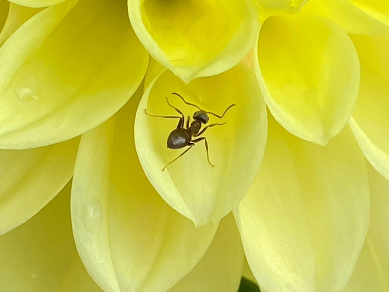 The ant by Sallie Thomas, 10, from Croydon
