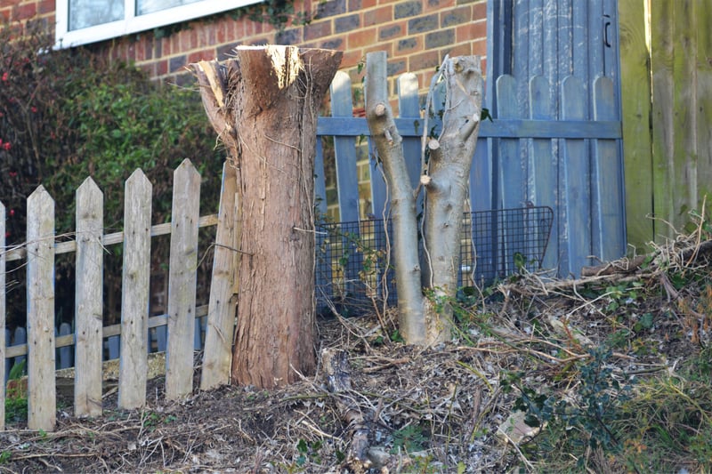 Tina Stavri's conifers have been felled without her knowing while she's been in France. Photo shows where the conifers used to be in front of her property in Amherst Road, Bexhill. SUS-210903-104228001