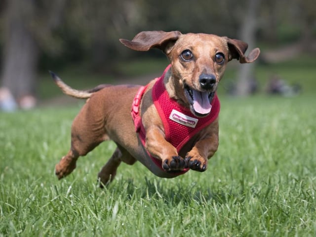 4-Paws Pet Sitting is open for all your pet care needs. Government guidelines and procedures are in place for the safety of customers and their pets. For more information, visit 4-pawspetsitting.co.uk