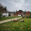 Weald & Downland Living Museum