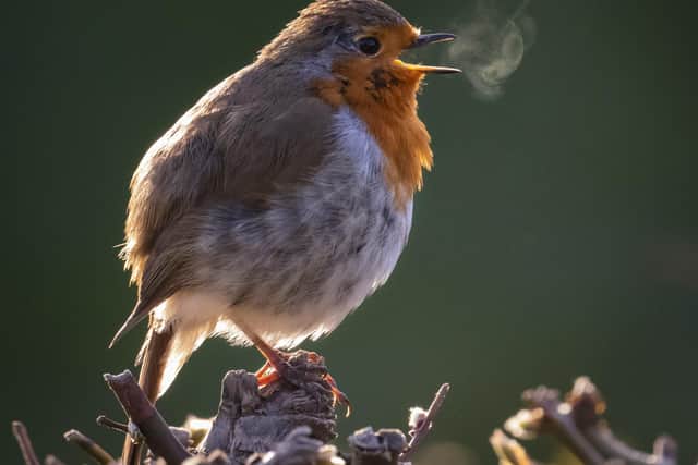 Sing a Song by Corinne Kozok 4th place in South Downs National Park Photo Competition 2021 2022.