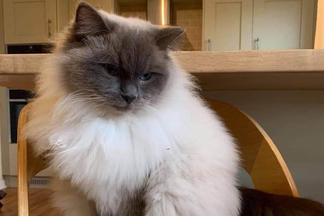 Nominations now open to find the UK's best feline friend.