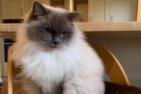 Nominations now open to find the UK's best feline friend.