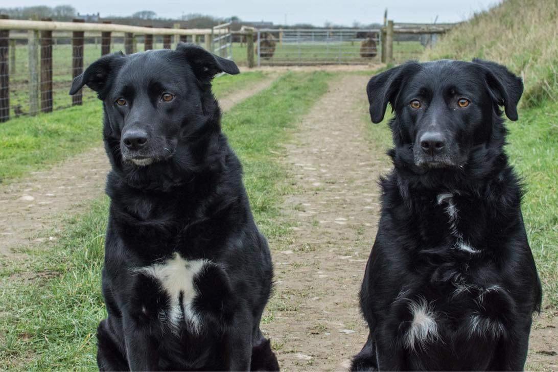 There are several dogs looking for a forever home this week.