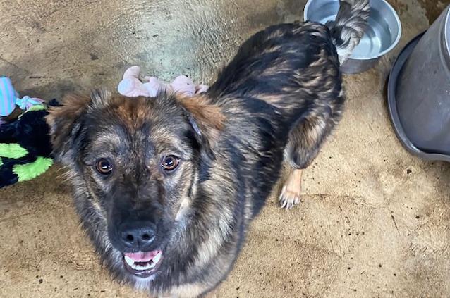Jules is a seven-month-old worried girl who needs a home with a secure garden and a family committed to training.
She would benefit from a home with other dogs to help her settle in. She would also need a home with sensible children over the age of 12. She has not been cat tested.