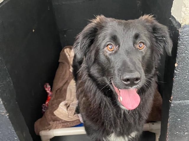Pretty girl Ellie needs a quiet patient home with sensible children aged 12 years or over. She is great with other dogs and would settle better in a home with other dogs. She would need a family willing to commit to some training. She is not cat tested.