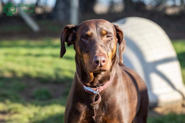 Moon is a beautiful friendly eight-year-old Doberman girl. She was rehomed a few years ago but had to come back to us after a family breakup. Moon is ok with other dogs and older sensible children but definitely not cats or smaller furries.