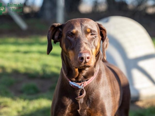 Moon is a beautiful friendly eight-year-old Doberman girl. She was rehomed a few years ago but had to come back to us after a family breakup. Moon is ok with other dogs and older sensible children but definitely not cats or smaller furries.