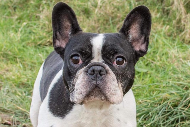 Blossom is a gorgeous Frenchie lady seeking a fun and active home. She is fine with other dogs but cannot be rehomed with cats or small furries. She came to us from the dog pound.