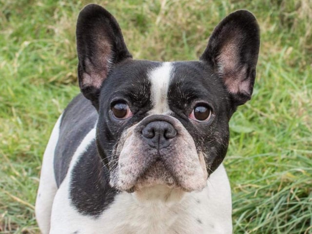 Blossom is a gorgeous Frenchie lady seeking a fun and active home. She is fine with other dogs but cannot be rehomed with cats or small furries. She came to us from the dog pound.