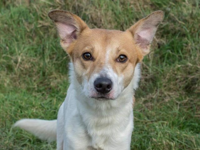 Henry is a lovely, medium size boy who joined us from the pound. He was a stray so there is no previous history. An active home with a secure garden would be wonderful for Henry.