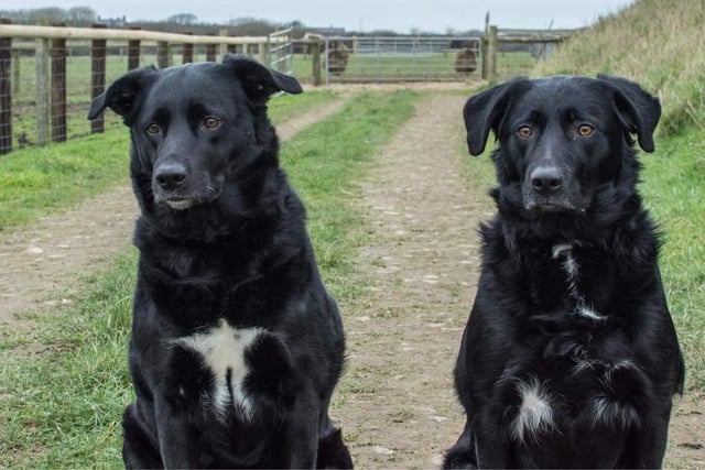 Rosco and Lola are bonded Lab cross best friends who need a new home together.
Lola is lovely. Rosco is a little shy with strangers so a home with sensible older children is a must.