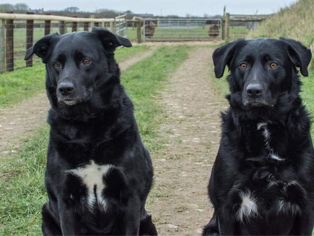 Rosco and Lola are bonded Lab cross best friends who need a new home together.
Lola is lovely. Rosco is a little shy with strangers so a home with sensible older children is a must.