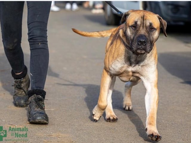 Max is a large, handsome mastiff lad who came to us from a local vets. He has not had a great start in life and is shy with strangers. He could possibly live with another easygoing dog, but he would need a home with no children or even children visiting the home.