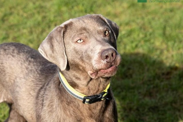 Ryder is a gorgeous super happy Lab-cross chap who came to us from a puppy farm. He would love an active home.