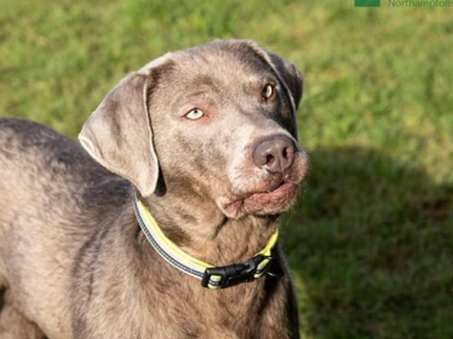Ryder is a gorgeous super happy Lab-cross chap who came to us from a puppy farm. He would love an active home.
