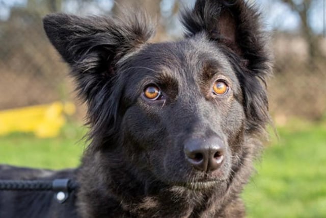 Ebony is a stunning and very active one year old German Shepherd cross. She is great with other dogs and would be fine to be rehomed with a high energy dog.
Ebony came to us from a pound, we have no history on her. A secure home, willing to take on some training, with sensible children over 12 years, is essential.