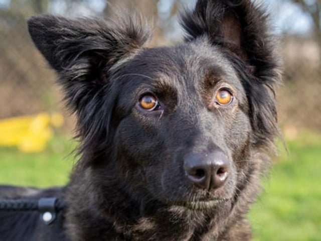 Ebony is a stunning and very active one year old German Shepherd cross. She is great with other dogs and would be fine to be rehomed with a high energy dog.
Ebony came to us from a pound, we have no history on her. A secure home, willing to take on some training, with sensible children over 12 years, is essential.