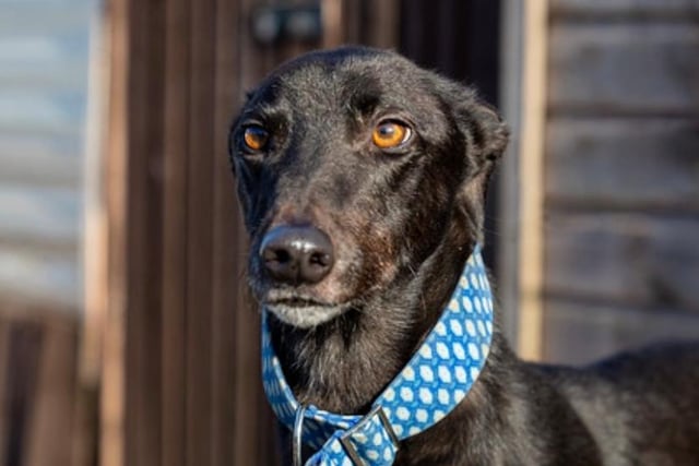 Hero is a happy and giddy retired racing greyhound who would love a new home with a family prepared to give him a few walks each day and a comfortable sofa to snooze on. He us fine with other dogs and older sensible children but not cats.