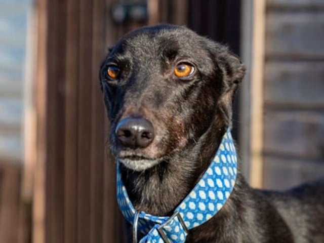 Hero is a happy and giddy retired racing greyhound who would love a new home with a family prepared to give him a few walks each day and a comfortable sofa to snooze on. He us fine with other dogs and older sensible children but not cats.